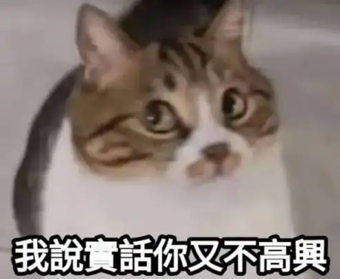 雙眼圓睜的白底虎斑貓微微歪頭，神情無辜且顯得有些無奈。