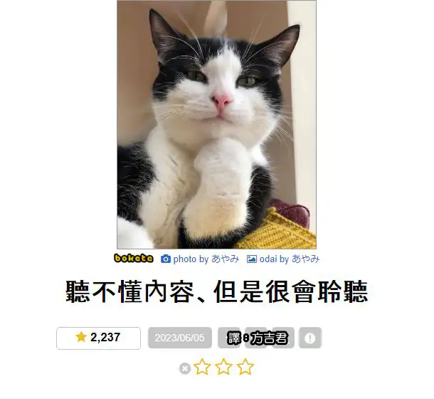 黑白相間的賓士貓將前腳托在下巴下，看著鏡頭露出溫和且專注的表情。