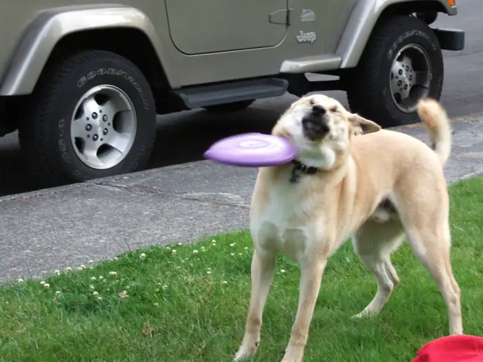 一隻淺色狗在草地上以變形臉孔接住紫色飛盤，畫面逗趣。後方有水泥路邊與米色吉普車，車門上有「Jeep」字樣，輪胎上有「GOODYEAR」字樣。