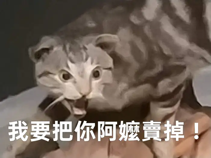 一隻折耳貓睜大眼睛張開嘴巴，表情看起來驚恐又憤怒。