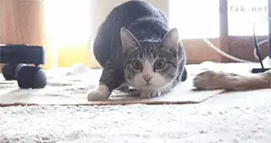 虎斑白貓壓低身體並睜大雙眼，蓄勢待發地扭動屁股後，猛然朝著鏡頭飛撲而來。