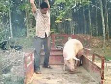 男子在紅色鐵欄圍成的台子上雙手高舉粗木棍，反覆朝豬的頭部砸下，豬掙扎幾下後四腳朝天癱在地上不動