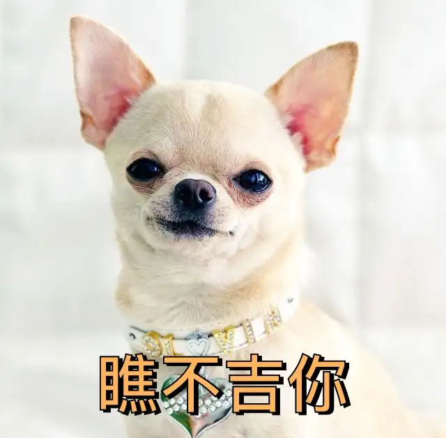淺色吉娃娃戴著裝飾項圈，臉帶不屑的表情，白色背景。文字為「瞧不起你」。
