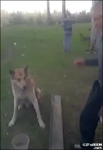 男子彎腰向坐著的狗伸手，狗一臉不情願地反覆抬起前爪，把男子的手一次次撥開