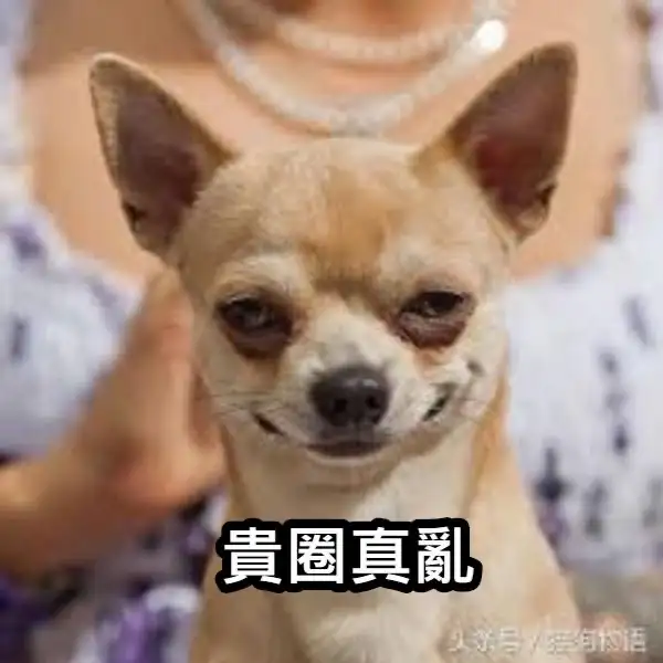一隻神情戲謔的吉娃娃狗由一人抱著，背景模糊。圖下方有文字「貴圈真亂」。此為網路迷因，此文字並非諧音雙關。
